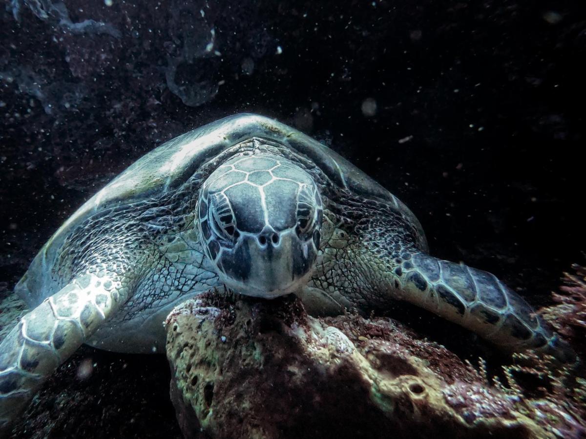3Will Bunaken Dive Resort Εξωτερικό φωτογραφία